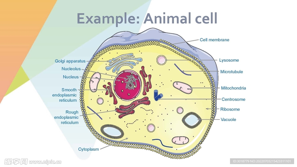 细胞生物学和组织学