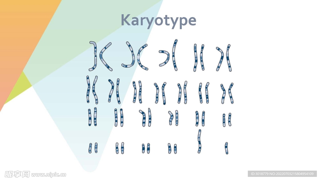 细胞生物学和组织学 
