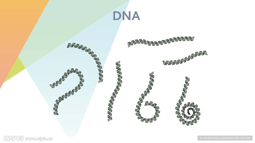 细胞生物学和组织学