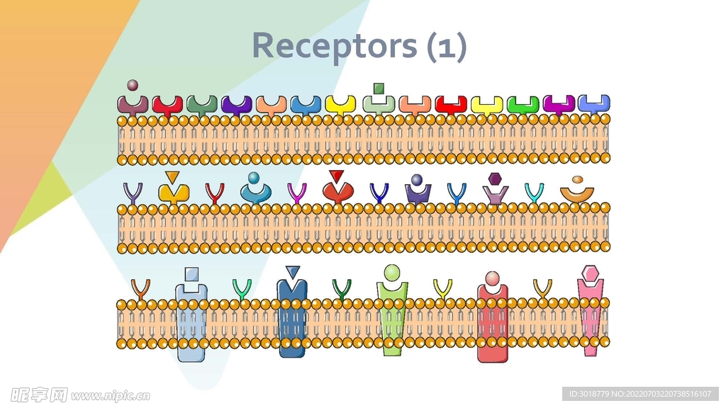 细胞生物学和组织学