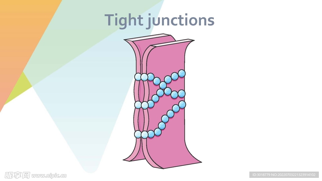 细胞生物学和组织学