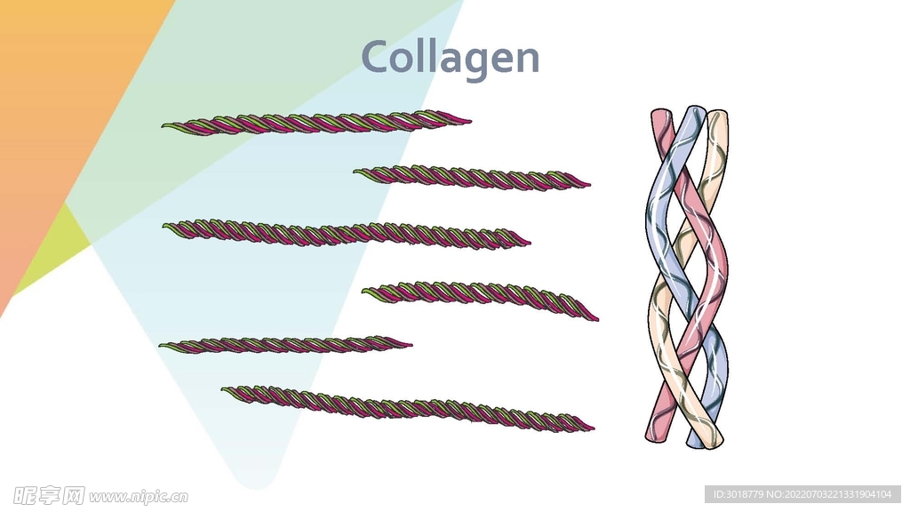 细胞生物学和组织学