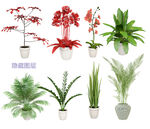 盆栽植物