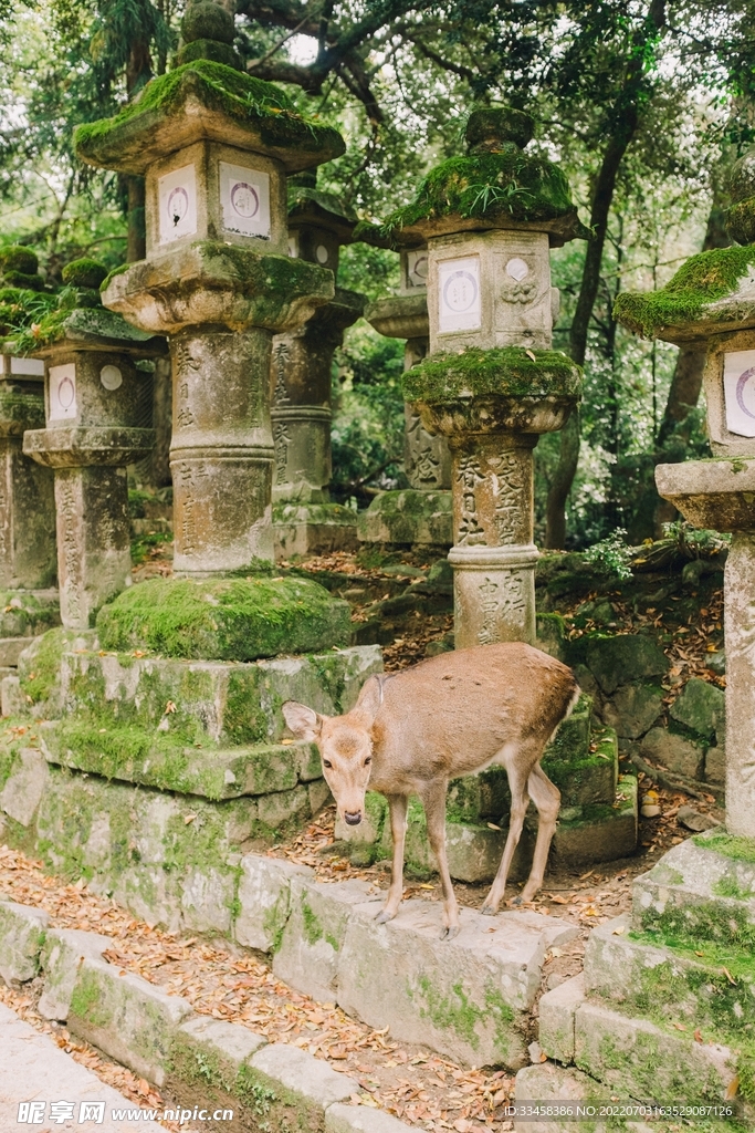 鹿
