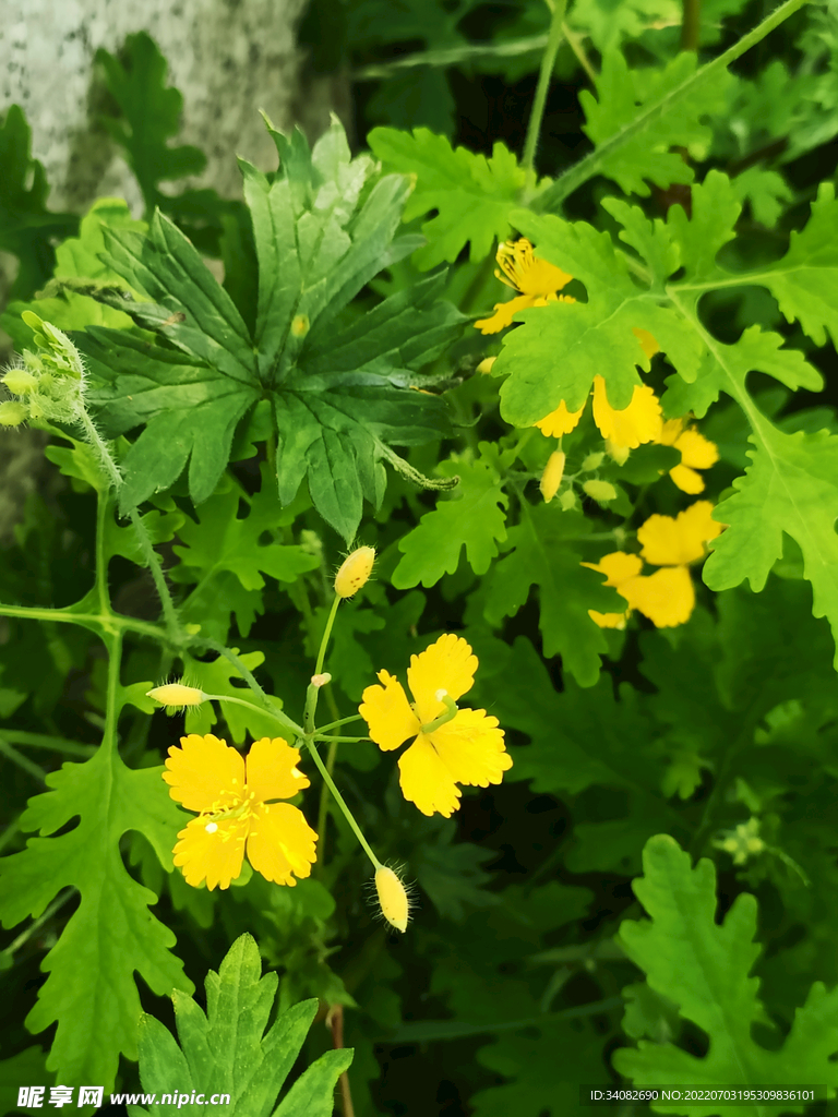 黄色四瓣小野花 土黄莲中药材