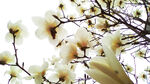 玉兰花