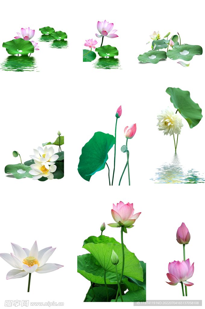 荷花免扣元素