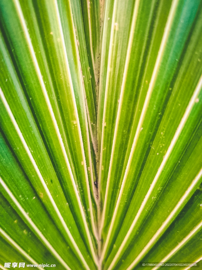蒲葵