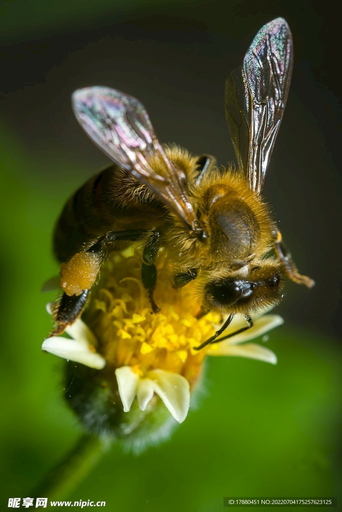 蜜蜂