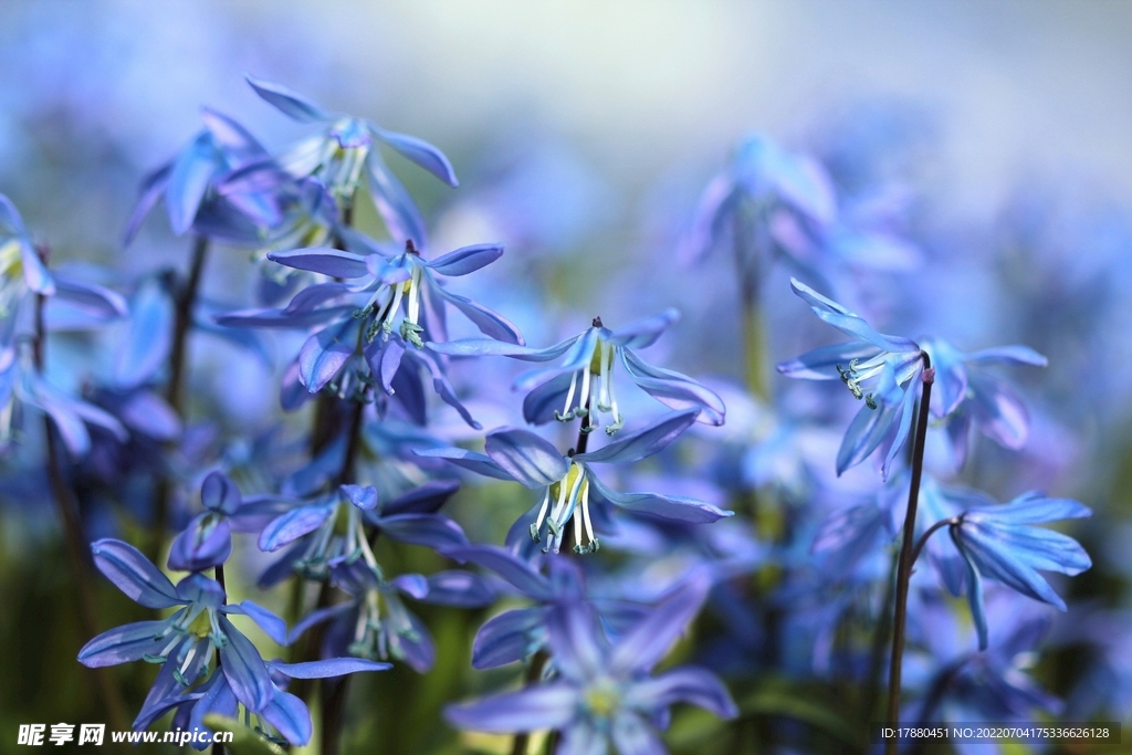 蓝铃花