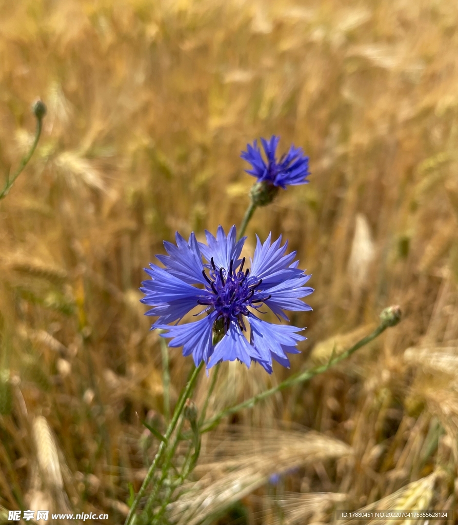 蓝花矢车菊