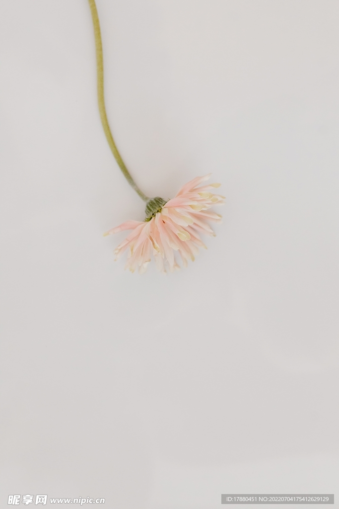 秋英