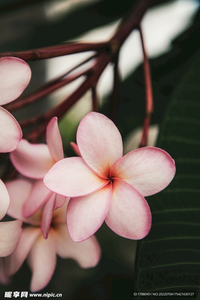 红鸡蛋花