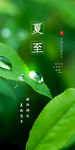 夏至 夏季 夏天 节气 绿色 