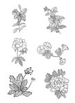花卉线描