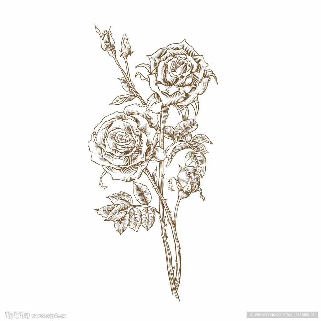 玫瑰花线稿
