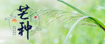芒种             