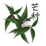 芒种             