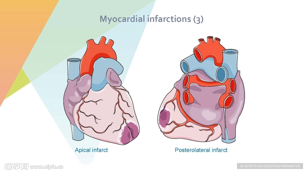 心脏循环系统