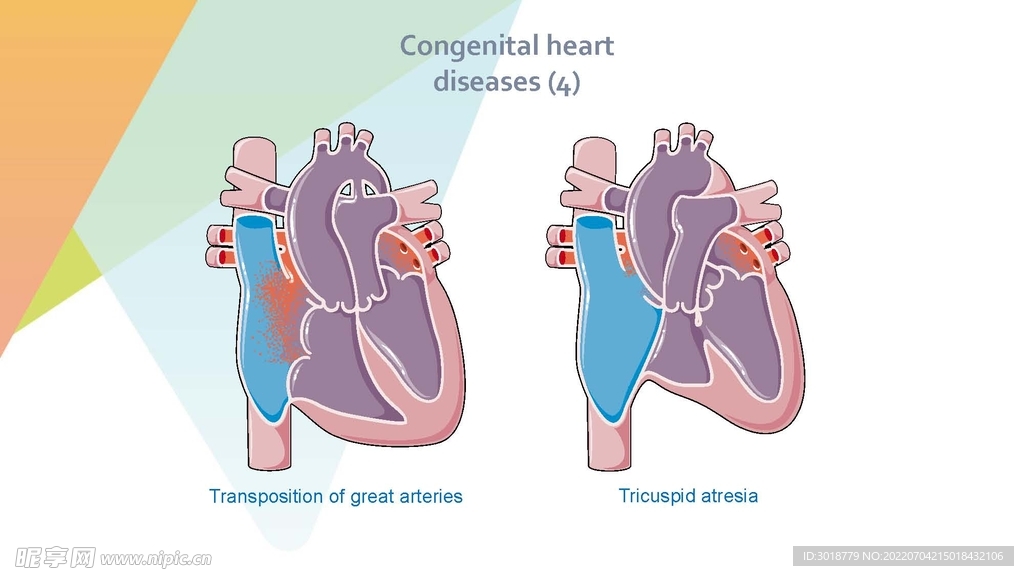 心脏循环系统