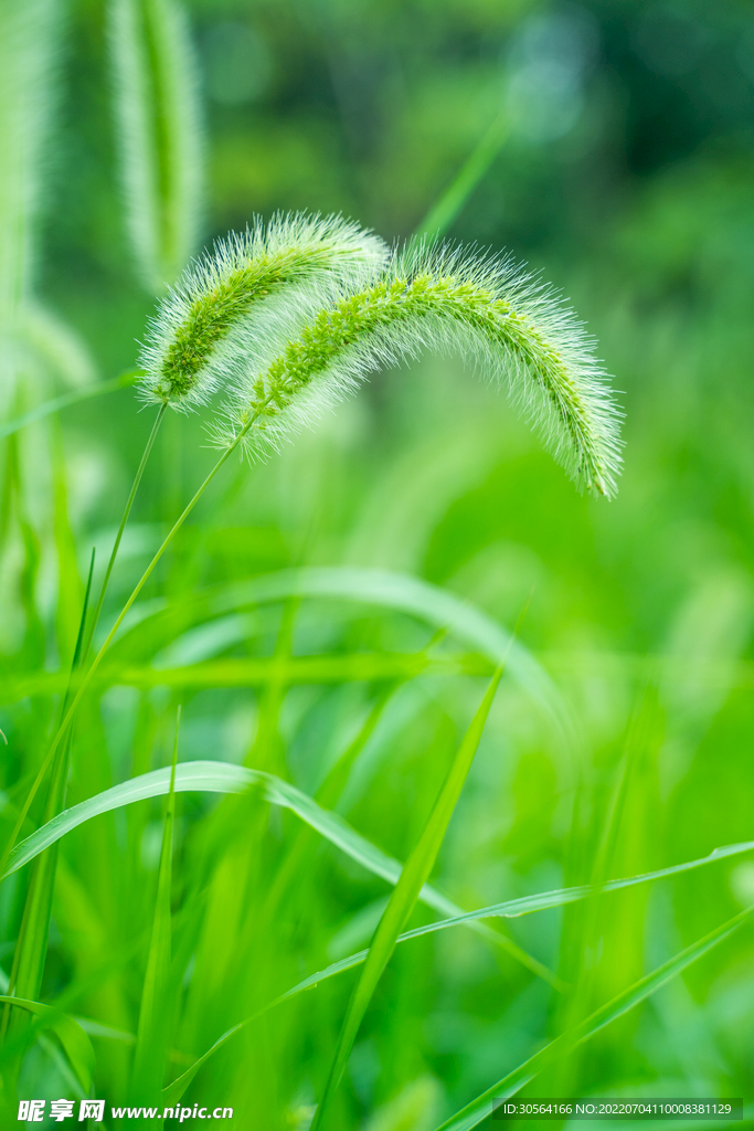 户外狗尾巴草野草