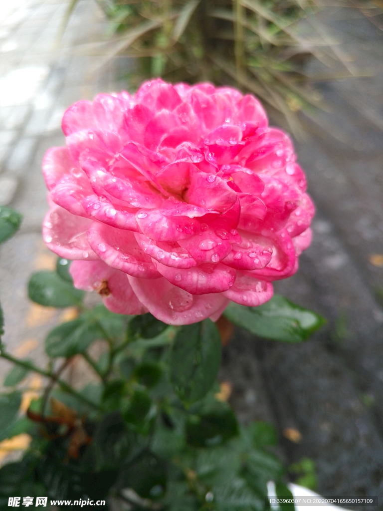 雨后月季花特写