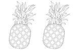 菠萝素描
