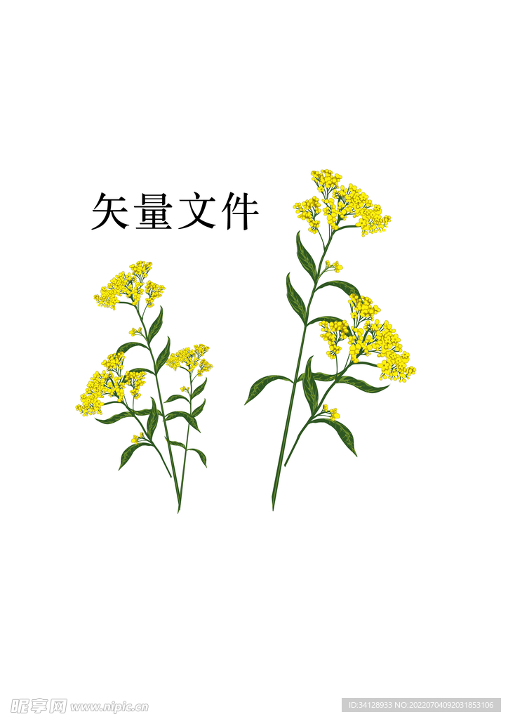 菜籽油花