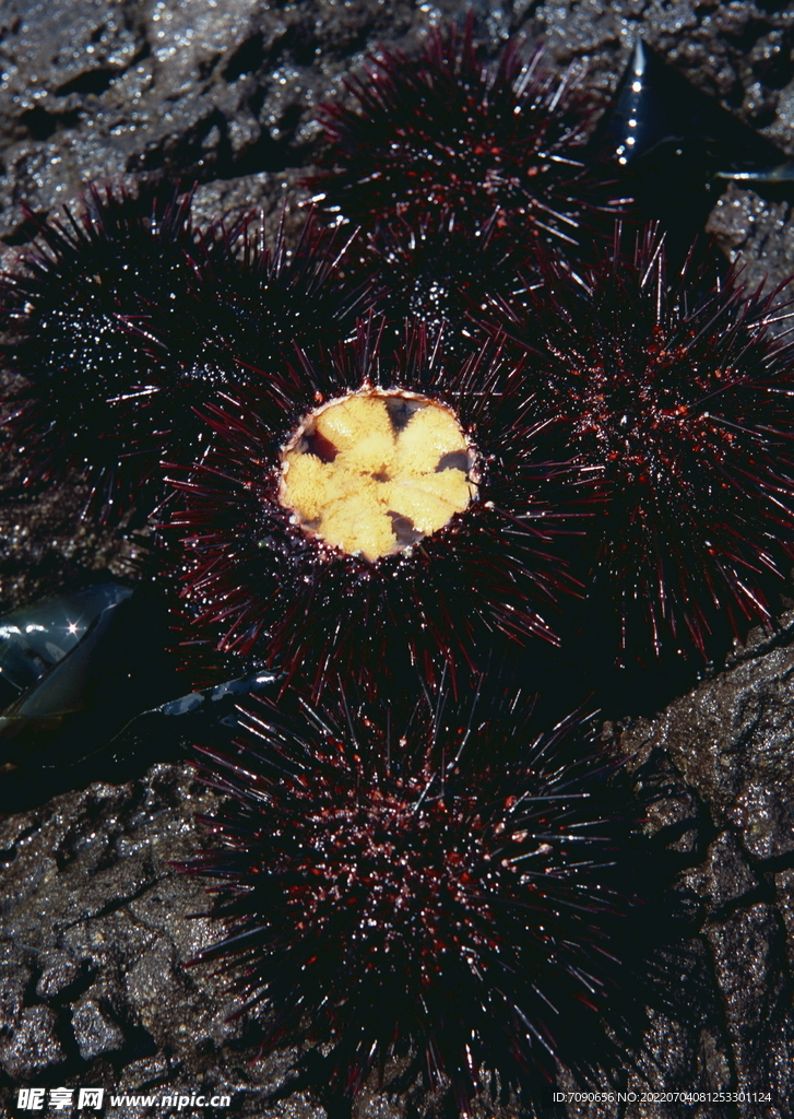 野生海胆     