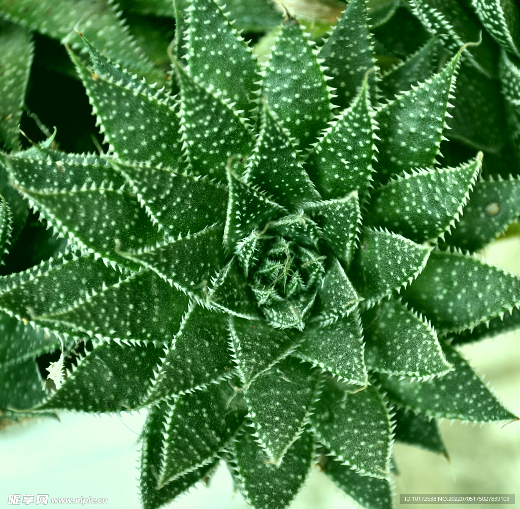 错板花