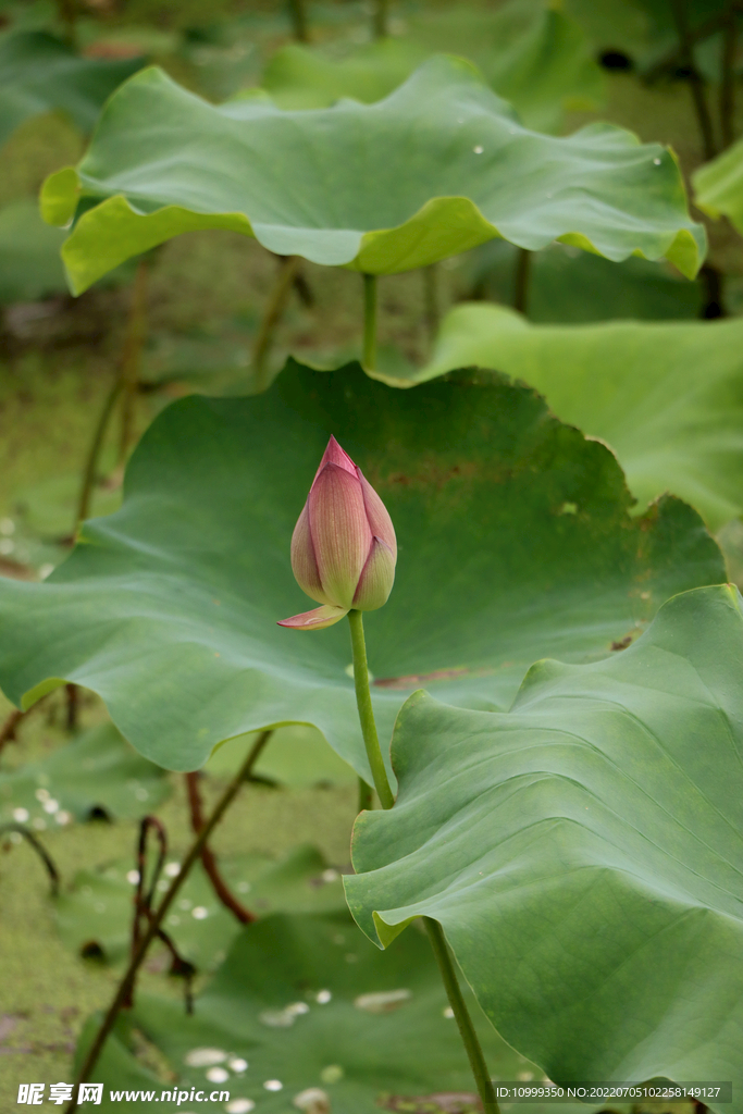 荷花花苞