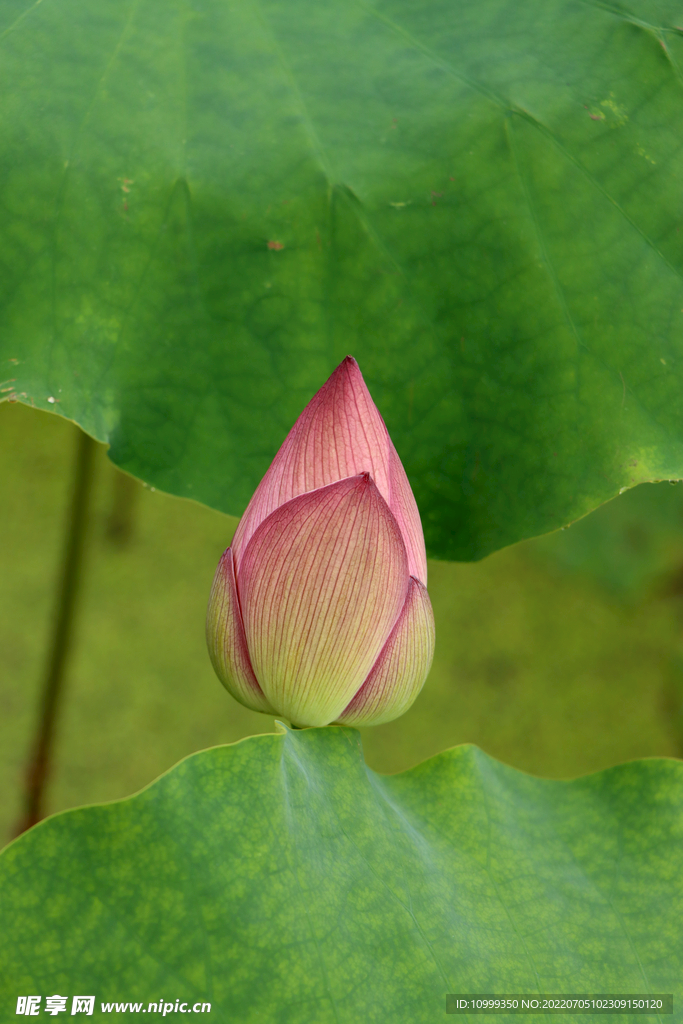 荷花花苞