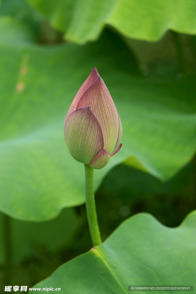 荷花花苞