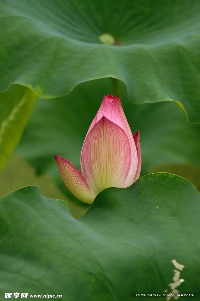 荷花花苞
