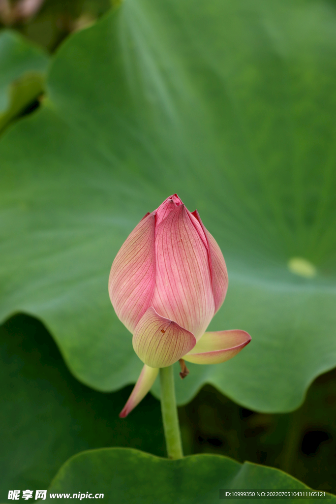 荷花花苞