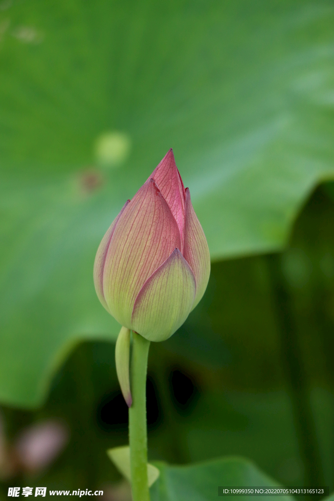 荷花花苞