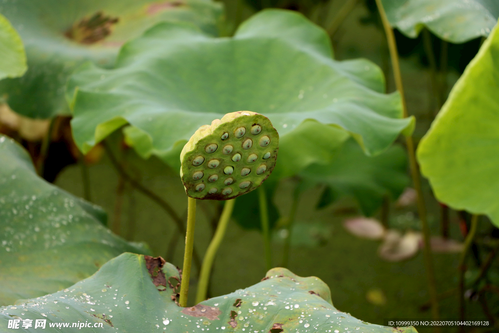莲蓬莲子