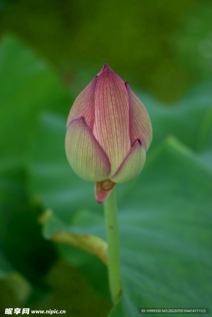 荷花花苞