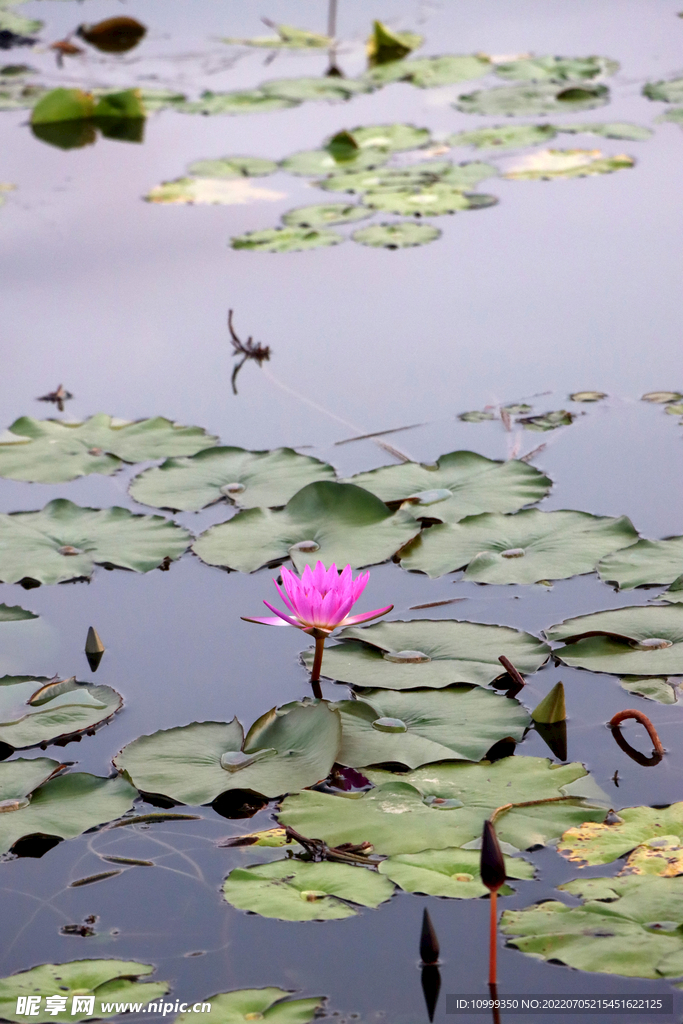 睡莲花