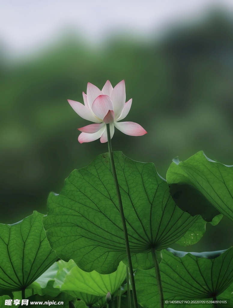 夏荷 