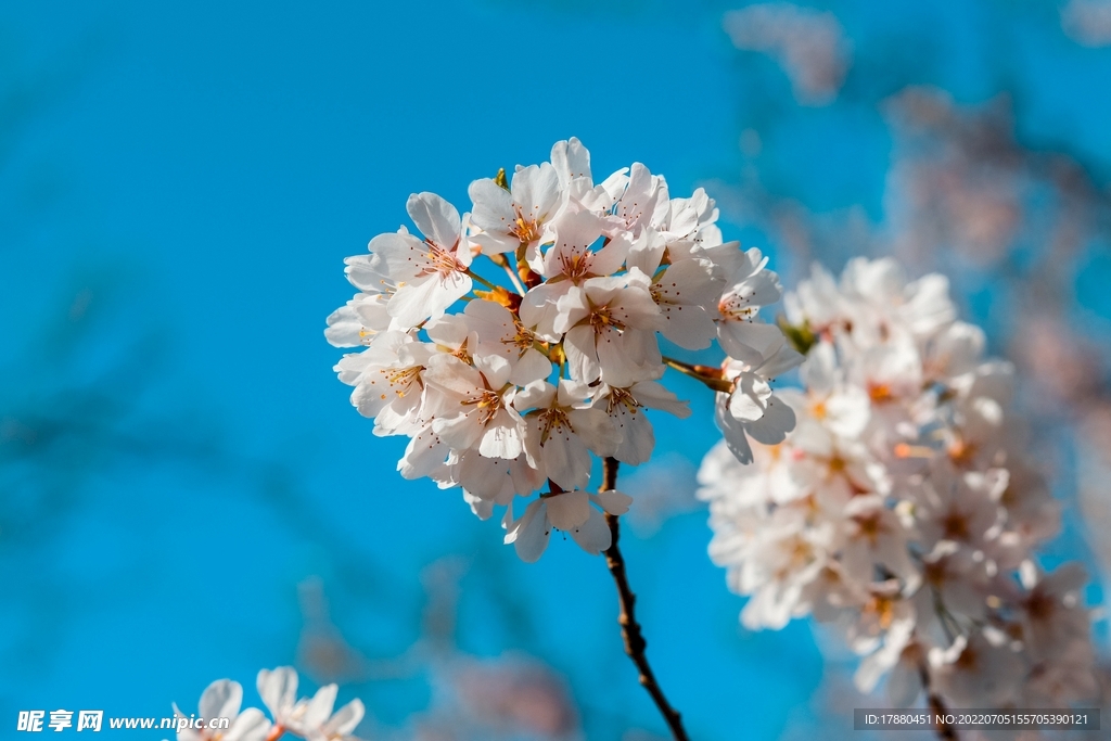 樱花