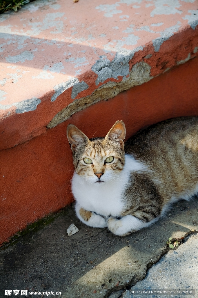 猫