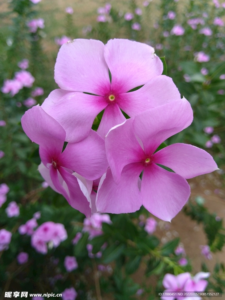 长春花