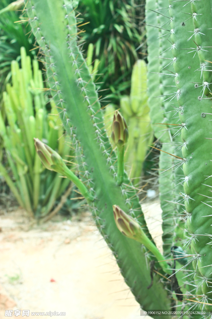 植物园