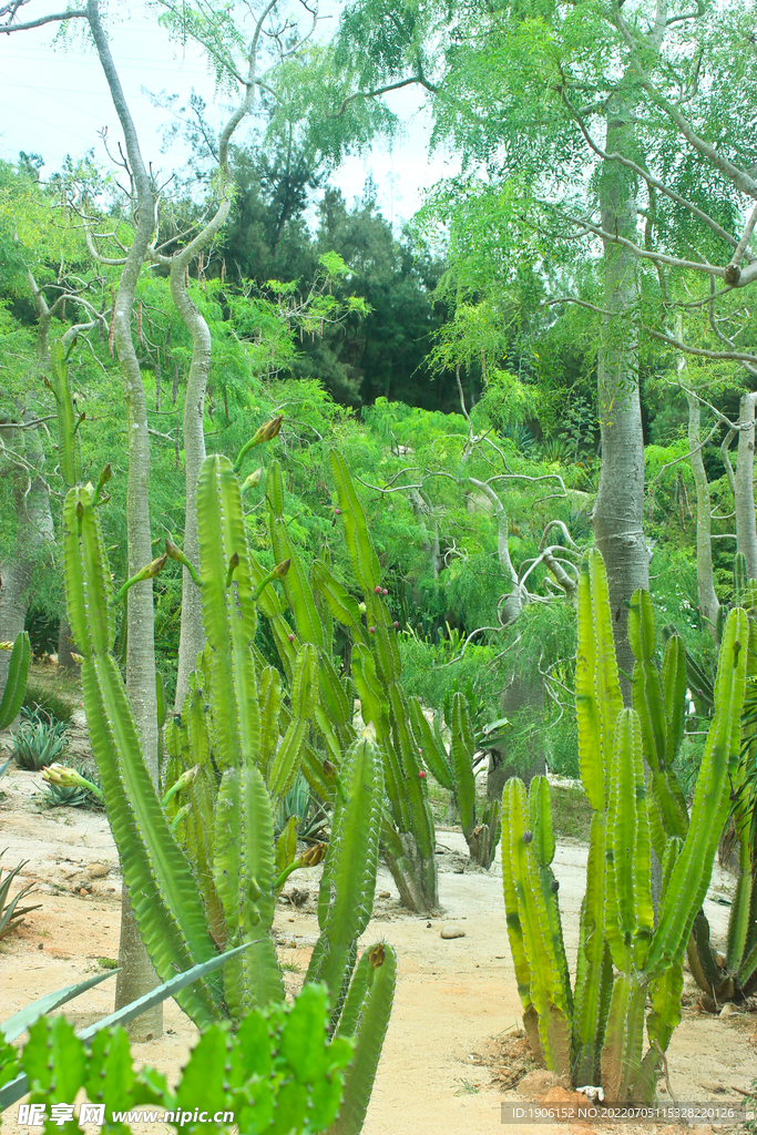 植物园