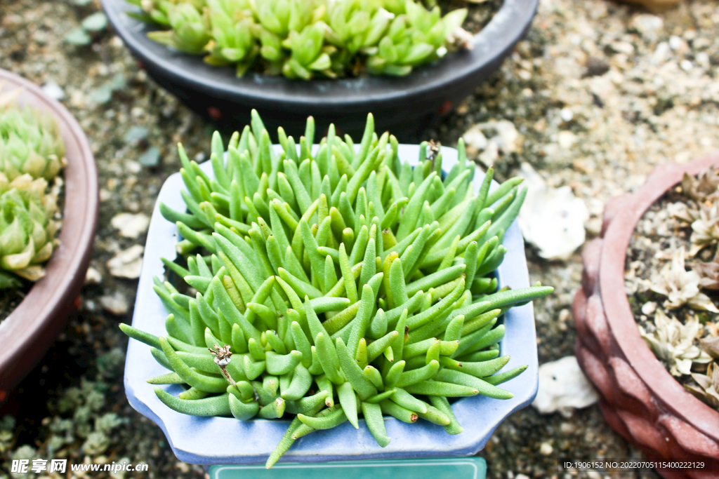 多肉植物