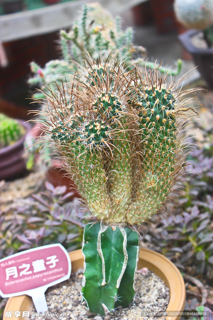 仙人球