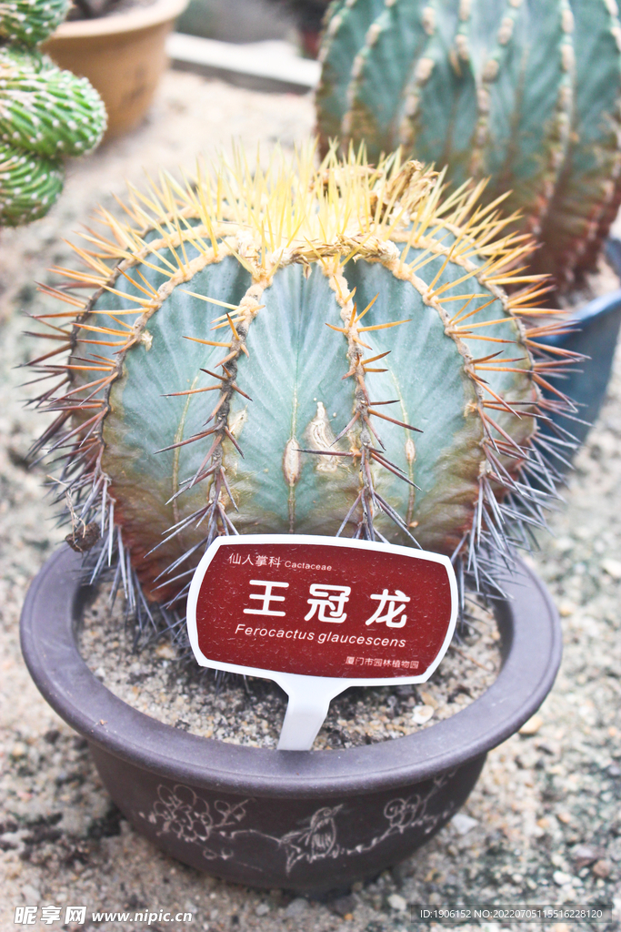 仙人球