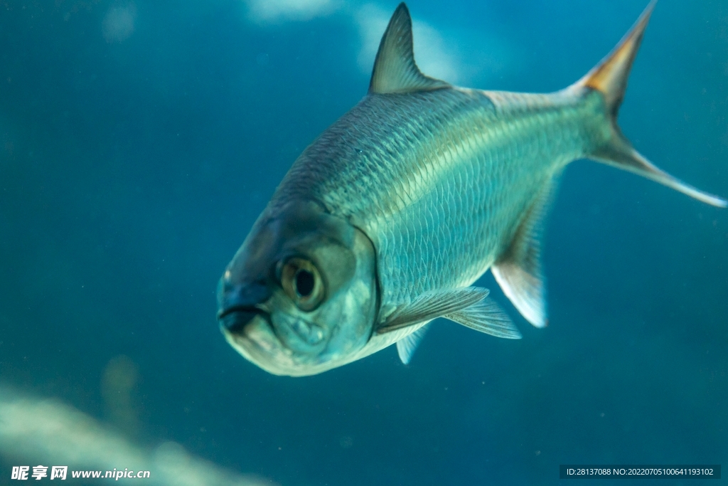 海底 鱼类 海洋生物 狮子鱼 