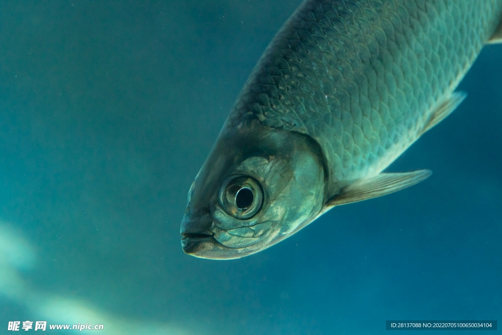 海底 鱼类 海洋生物 